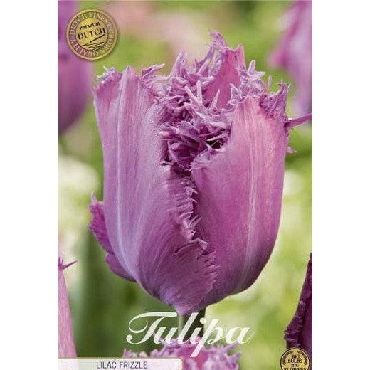 Tulipan 'Lilac Frizzle' 7-pakning